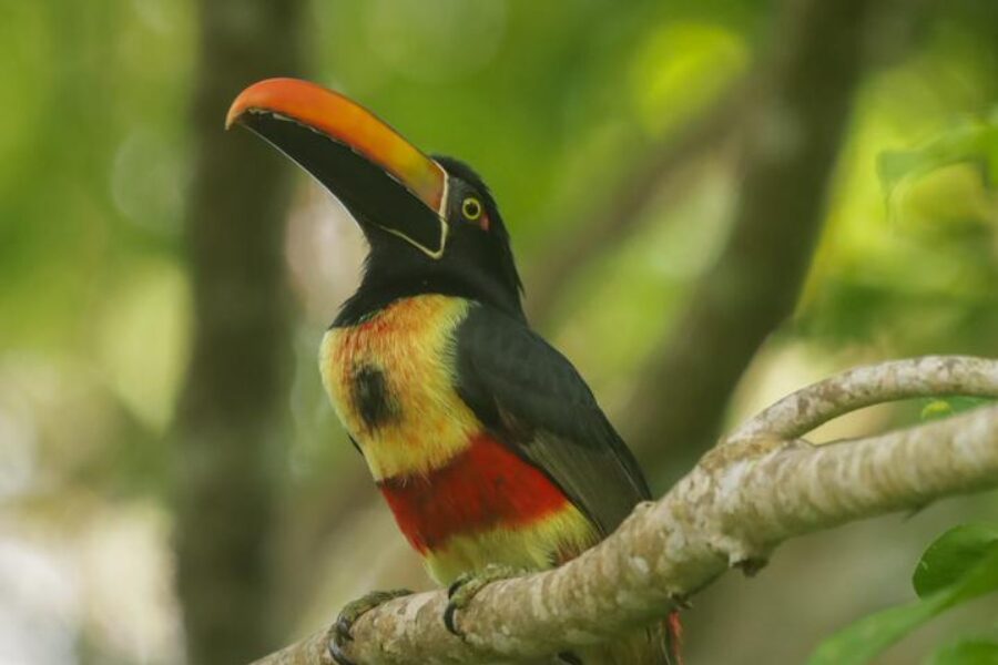 Bird watching at Villa Caletas