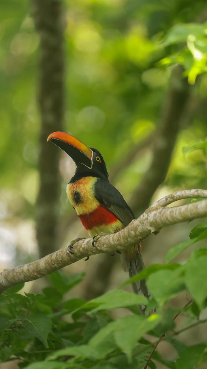 Bird watching at Villa Caletas
